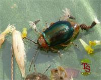 Sermylassa halensis