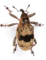Tapeinotus sellatus