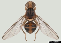 Bactrocera oleae - Olive Fruit Fly
