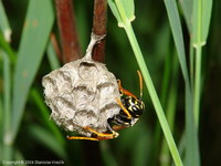 Polistes bischoffi