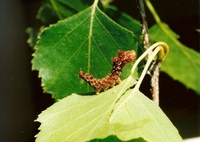 Falcaria lacertinaria - Scalloped Hook-tip