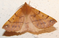 Colotois pennaria - Feathered Thorn