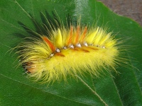 Acronicta aceris - Sycamore