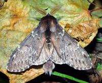 Stauropus fagi - Lobster Moth