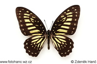 Graphium deucalion