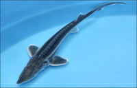 Hybrid Sturgeon