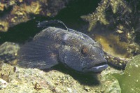 Gobius niger, Black goby: aquarium