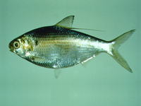 Nematalosa nasus, Bloch's gizzard shad: fisheries