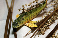 Etheostoma striatulum, Striated darter: