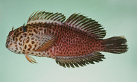 Cirripectes fuscoguttatus, Spotted blenny: