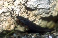 Heteropneustes fossilis, Stinging catfish: fisheries, aquaculture, aquarium