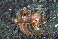 Dendrochirus brachypterus, Shortfin turkeyfish: fisheries, aquarium