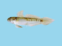 Oligolepis acutipennis, Sharptail goby: