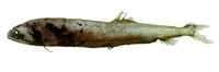 Borostomias mononema, :