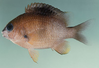 Plectroglyphidodon randalli, Mauritian damsel: