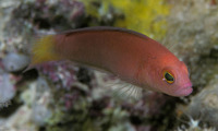 Lubbockichthys multisquamatus, Fine-scaled dottyback: aquarium