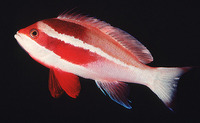 Pseudanthias taeniatus, : aquarium