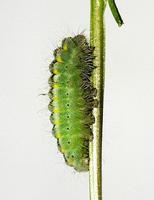 Zygaena loti - Slender Scotch Burnet