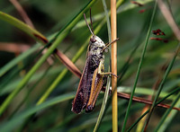 Omocestus viridulus - Common Green Grasshopper