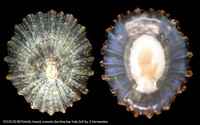 Patella tenuis crenata