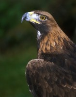 Aquila heliaca - Imperial Eagle