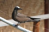 Anous stolidus - Brown Noddy