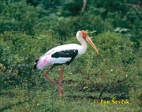 Mycteria leucocephala - Painted Stork