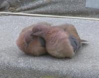Streptopelia senegalensis - Laughing Dove