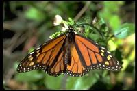 Image of: Danaus plexippus (monarch butterfly)