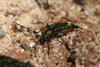 Image of: Plinthocoelium suaveolens (cerambycid beetle)