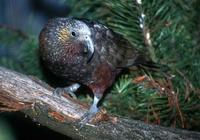 Nestor meridionalis - New Zealand Kaka