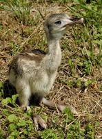 Rhea americana - Greater Rhea