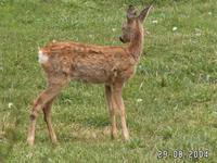 Capreolus capreolus - European Roe Deer