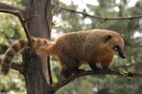 Nasua nasua - South American Coati