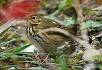 Image of: Anthus hodgsoni (olive-backed pipit)