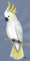 Image of: Cacatua galerita (sulphur-crested cockatoo)