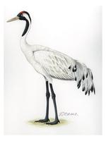 Image of: Grus grus (common crane)