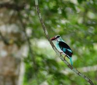 Image of: Halcyon malimbica (blue-breasted kingfisher)