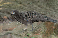 Image of: Polyplectron bicalcaratum (grey peacock-pheasant)