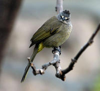 Image of: Pycnonotus flavescens (flavescent bulbul)