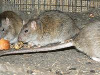 Rattus norvegicus - Brown Rat