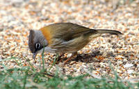 Image of: Yuhina flavicollis (whiskered yuhina)