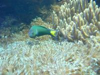 Thalassoma lunare - Blue Wrasse