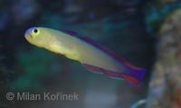 Nemateleotris decora - Decorated Dartfish