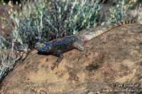 Laudakia stellio - Starred Agama