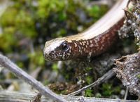 Anguis fragilis - Slow Worm