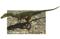 Compsognathus