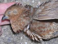 Brown Quail - Coturnix ypsilophora