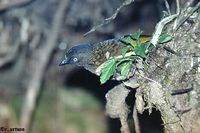 Scaly Laughingthrush - Garrulax subunicolor