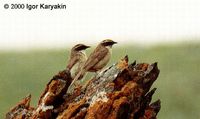 Brown Accentor - Prunella fulvescens